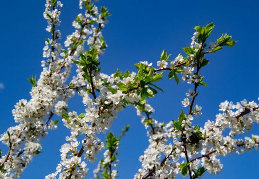 SPRING IN THE PHOTOS BY KRISTINA SILUKOVA